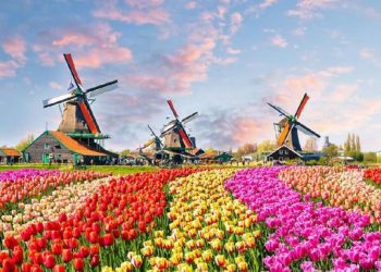 Belanda Khawatir Terancam Bangkrut Akibat Kebijakan Presiden RI