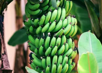 Pohon Pisang Berbuah di Seoul Korea Selatan yang Aneh tapi Nyata