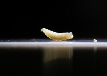 Hewan Ternak Meksiko Terkena Serangan Wabah Ulat Pemakan Daging