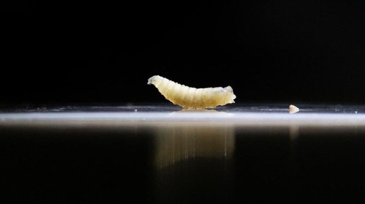 Hewan Ternak Meksiko Terkena Serangan Wabah Ulat Pemakan Daging