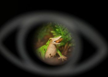 Usaha Terakhir Menyelamatkan Katak Darwin dari Ancaman Punah