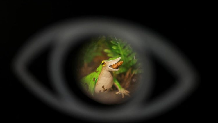 Usaha Terakhir Menyelamatkan Katak Darwin dari Ancaman Punah