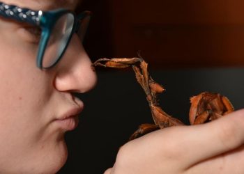 Peneliti Temukan Serangga Tongkat Raksasa Terberat di Australia