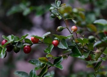 Rasa Buah Ajaib di Desa Wisata Tamanmartani Yogyakarta yang Menggugah Rasa Penasaran
