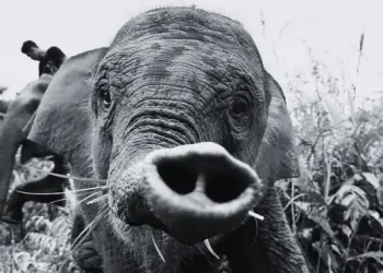 Gajah Tari di Taman Nasional Tesso Nilo Meninggal, Selamat Tinggal Pelestari Hutan