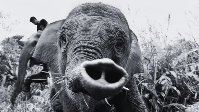 Gajah Tari di Taman Nasional Tesso Nilo Meninggal, Selamat Tinggal Pelestari Hutan