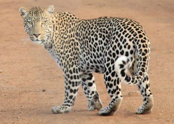 Penanganan Serius Terhadap Macan Tutul yang Kabur di Lembang oleh TSI