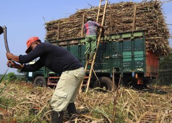 Alasan Petani Enggan Menjual Gula ke BUMN Pangan Menurut Bos PTPN
