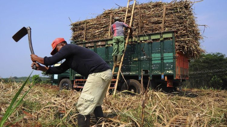 Alasan Petani Enggan Menjual Gula ke BUMN Pangan Menurut Bos PTPN