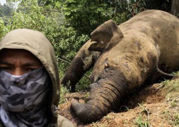 Gajah Mati di Tesso Nilo: Sehat di Selasa, Tak Bernyawa di Rabu