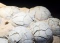 Fosil Telur Dinosaurus 86 Juta Tahun Ditemukan di China