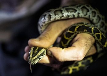 Warga Indonesia Harus Waspada Jumlah Ular Kobra Akan Meningkat