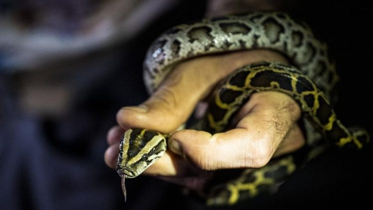 Warga Indonesia Harus Waspada Jumlah Ular Kobra Akan Meningkat