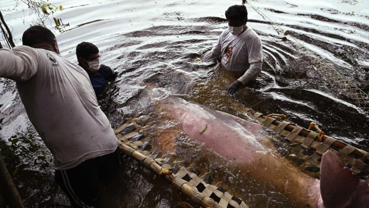 Menyelamatkan Lumba-lumba Pink Sungai Amazon dari Ancaman Kepunahan