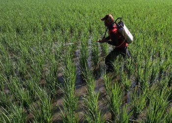 Prediksi BMKG Musim Hujan Maju, Petani Bisa Percepat Masa Tanam