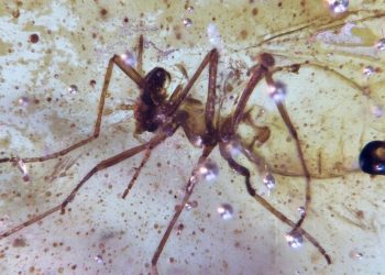 Menemukan Amber dengan Serangga Berusia 112 Juta Tahun di Amazon