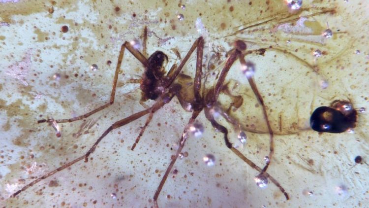 Menemukan Amber dengan Serangga Berusia 112 Juta Tahun di Amazon