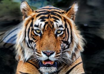 Teror Harimau di Jakarta, 800 Pemburu Beraksi