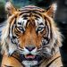 Teror Harimau di Jakarta, 800 Pemburu Beraksi