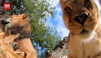 Singa Bermain dengan CCTV Menunjukkan Bagian Dalam Mulutnya