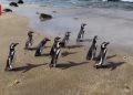 Sembilan Penguin Magellan Dilepas di Pantai Chile