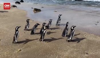 Sembilan Penguin Magellan Dilepas di Pantai Chile