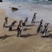 Sembilan Penguin Magellan Dilepas di Pantai Chile