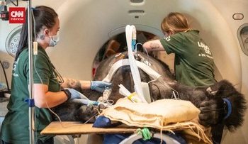 Momen Langka Gorila Menghadapi CT Scan Karena Sakit Perut