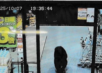 Jepang Menghadapi Serangan Beruang, Cara Menyelamatkan Diri Menurut Ahli