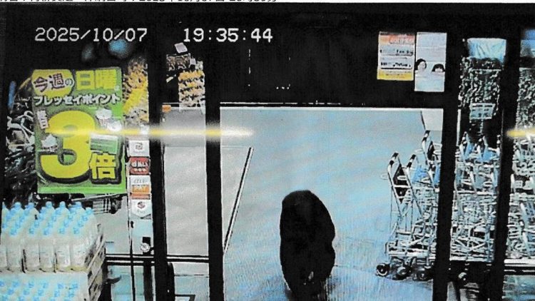 Jepang Menghadapi Serangan Beruang, Cara Menyelamatkan Diri Menurut Ahli