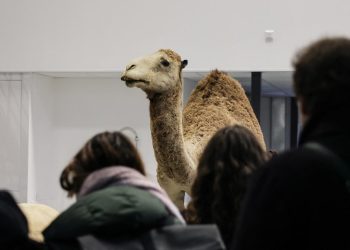 Perempuan China Ditangkap di Prancis Karena Mencuri Emas 6 Kg dari Museum Sejarah Alam