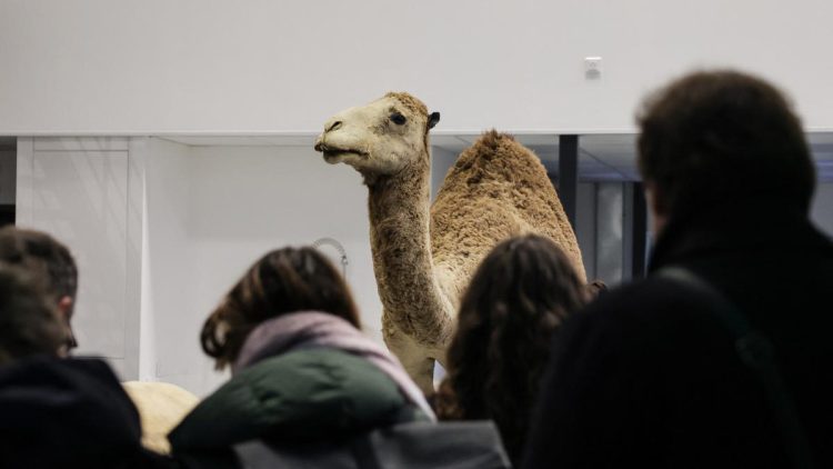Perempuan China Ditangkap di Prancis Karena Mencuri Emas 6 Kg dari Museum Sejarah Alam