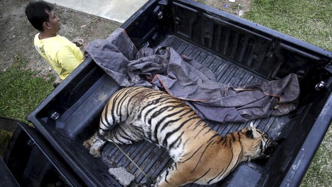Teror Harimau, Bocah Selamatkan Ayah dari Serangan Banteng