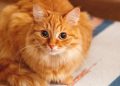 Kucing Oren Depan FX Viral Jadi Destinasi Wisata Bintang Lima di Google