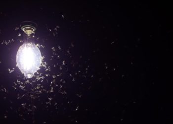 5 Cara Efektif Mengusir Laron Tanpa Mematikan Lampu