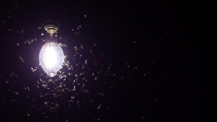 5 Cara Efektif Mengusir Laron Tanpa Mematikan Lampu