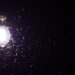 5 Cara Efektif Mengusir Laron Tanpa Mematikan Lampu