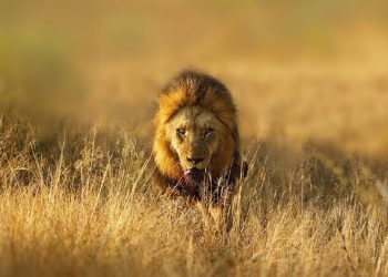 Studi Ungkap Satwa Liar Lebih Takut pada Manusia Daripada Singa