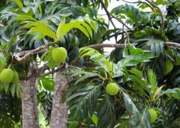 Buah Sakti Antipetaka Incaran Eropa Viral Dimakan Mentah Menurut Tradisi Leluhur