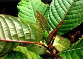 Daun Surga Kalimantan Jadi Obat yang Bikin AS Tergila-gila di Indonesia