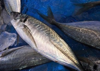 Diet Ikan Tongkol: Manfaat, Kandungan, dan Cara Aman Mengonsumsinya