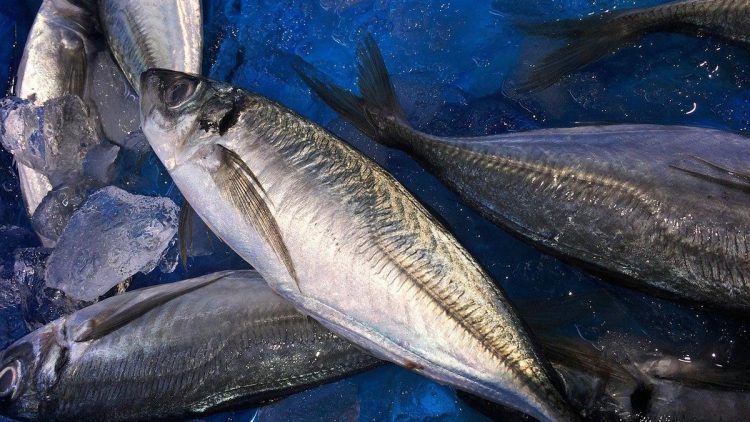 Diet Ikan Tongkol: Manfaat, Kandungan, dan Cara Aman Mengonsumsinya
