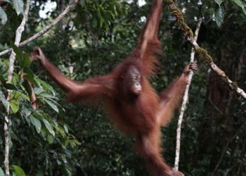 Orang Utan Artemis dan Gieke Kembali ke Taman Nasional Betung Kerihun setelah Bersekolah Bertahun-tahun