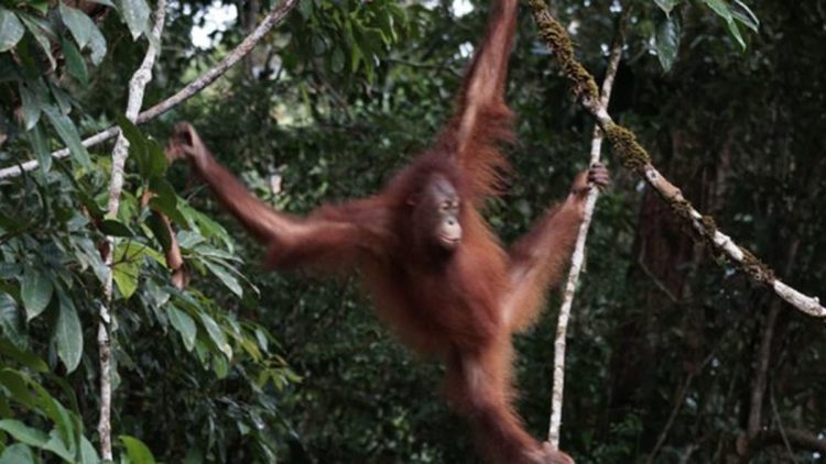 Orang Utan Artemis dan Gieke Kembali ke Taman Nasional Betung Kerihun setelah Bersekolah Bertahun-tahun