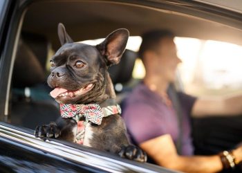 Denda Rp109 Juta untuk Berkendara Sambil Membawa Anabul di Inggris