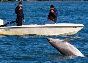 Lumba-lumba Mimmo Tersesat Kini Menjadi Bintang di Venesia