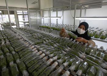 Laboratorium Pembibitan Anggrek di Lebak Bulus Secara Mendalam