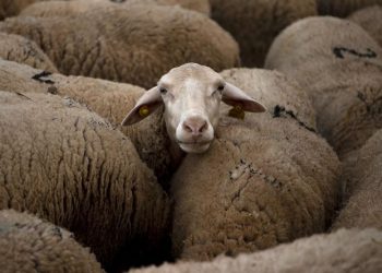 Rating Tinggi Host Airbnb Terjejas Karena Ulasan Tidak Masuk Akal Suara Domba