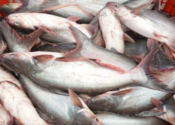 7 Tips Agar Ikan Patin Tidak Pahit, Bahan dan Bumbu Ini Kuncinya