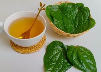 7 Manfaat Menakjubkan Air Rebusan Daun Sirih untuk Kesehatan dan Kecantikan